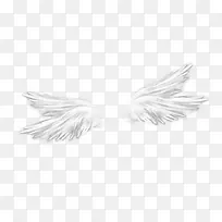 翅膀-空若网 翅膀-空若网