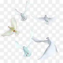 鸟-空若网 鸟-空若网