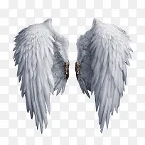 白色翅膀-空若网 白色翅膀-空若网