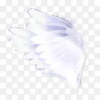 白色翅膀-空若网 白色翅膀-空若网