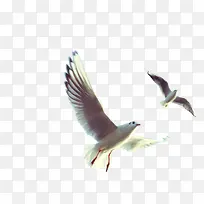 飞翔的鸟-空若网 飞翔的鸟-空若网
