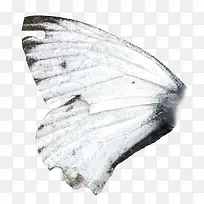 蝴蝶翅膀-空若网 蝴蝶翅膀-空若网