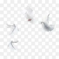 白色和平鸽-空若网 白色和平鸽-空若网