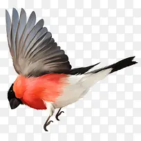 手绘飞翔鸟类-空若网 手绘飞翔鸟类-空若网