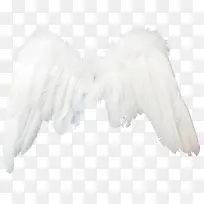 白色翅膀-空若网 白色翅膀-空若网