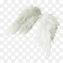 翅膀-空若网 翅膀-空若网