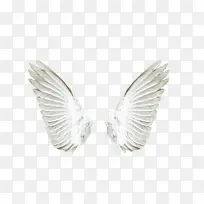白色天使翅膀-空若网 白色天使翅膀-空若网