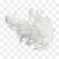 翅膀-空若网 翅膀-空若网