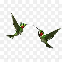 鸟-空若网 鸟-空若网