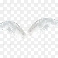 翅膀-空若网 翅膀-空若网