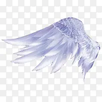 翅膀-空若网 翅膀-空若网