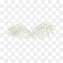 白色翅膀鸟翅膀-空若网 白色翅膀鸟翅膀-空若网