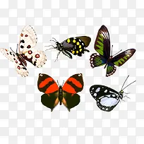 蝴蝶红色翅膀蝴蝶白色蝴蝶-空若网 蝴蝶红色翅膀蝴蝶白色蝴蝶-空若网