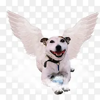 带白色翅膀的狗-空若网 带白色翅膀的狗-空若网