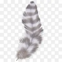 彩色条纹羽毛-空若网 彩色条纹羽毛-空若网