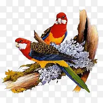 休憩在树上的鹦鹉-空若网 休憩在树上的鹦鹉-空若网