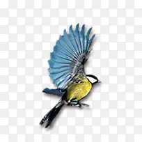 彩色的鸟-空若网 彩色的鸟-空若网