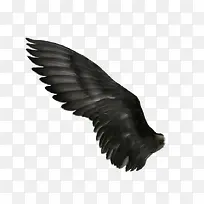 翅膀-空若网 翅膀-空若网