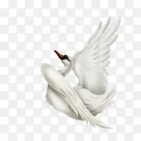 仙鹤-空若网 仙鹤-空若网