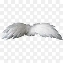 翅膀-空若网 翅膀-空若网