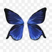 翅膀-空若网 翅膀-空若网