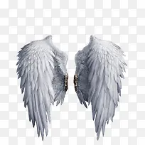 翅膀-空若网 翅膀-空若网