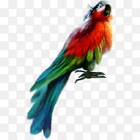 彩色羽毛可爱鹦鹉-空若网 彩色羽毛可爱鹦鹉-空若网