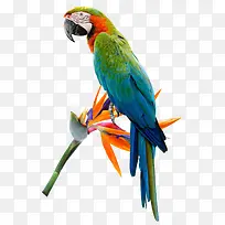 高清彩色羽毛鹦鹉-空若网 高清彩色羽毛鹦鹉-空若网