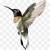 高清彩色羽毛小鸟-空若网 高清彩色羽毛小鸟-空若网