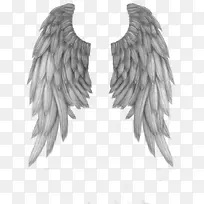 手绘灰色羽毛翅膀-空若网 手绘灰色羽毛翅膀-空若网