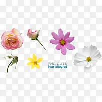 可爱多种花瓣装扮-空若网 可爱多种花瓣装扮-空若网