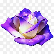 实物紫色渐变花朵花卉-空若网 实物紫色渐变花朵花卉-空若网