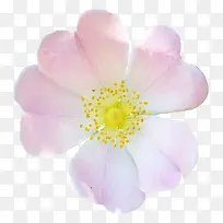 Ö²Îﻨ²ÝËØ²Ä»¨²ÝpsËØ²Ä-¿ÕÈôÍø Ö²Îﻨ²ÝËØ²Ä»¨²ÝpsËØ²Ä-¿ÕÈôÍø