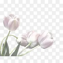 ����ʸ��ͼ�ز�ֲ�ﻨ���ز�-������