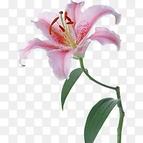 矢量花卉素材植物花草素材-空若网 矢量花卉素材植物花草素材-空若网