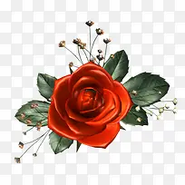 �����ز�ֲ�ﻨ���ز�-������