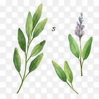 水彩植物-空若网 水彩植物-空若网