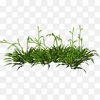 植物元素装饰草-空若网 植物元素装饰草-空若网