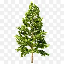 �� ��ľ ľ ֲ��-������