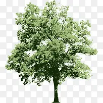 树 树木 木 植物-空若网 树 树木 木 植物-空若网