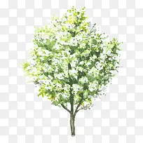 树 树木-空若网 树 树木-空若网