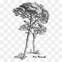 树 树木-空若网 树 树木-空若网