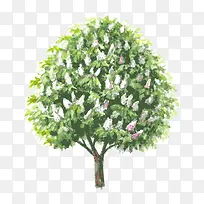 树 树木-空若网 树 树木-空若网