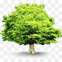 绿色茂盛大树-空若网 绿色茂盛大树-空若网