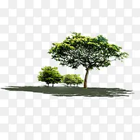 树-空若网 树-空若网