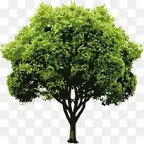 矢量大树-空若网 矢量大树-空若网