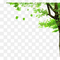 大树-空若网 大树-空若网