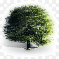 大树-空若网 大树-空若网