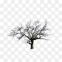 ¿ÝÀÏÊ÷ľ-¿ÕÈôÍø ¿ÝÀÏÊ÷ľ-¿ÕÈôÍø