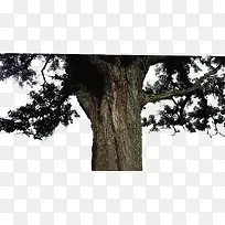 大树-空若网 大树-空若网